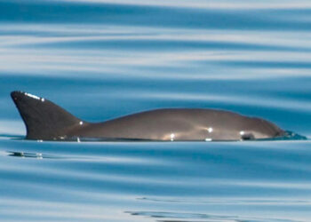 México enviará delegación a Ginebra para tratar de frenar sanciones por la vaquita marina