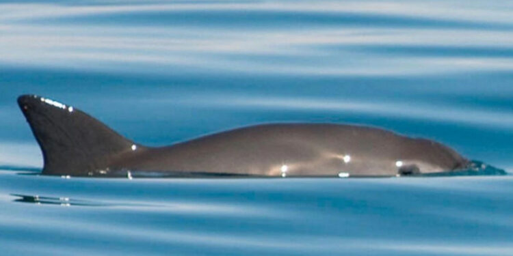 México enviará delegación a Ginebra para tratar de frenar sanciones por la vaquita marina