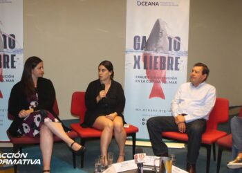 ¡Alto al Gato por Liebre!; Oceana informa sobre situación de sustitución de especies pesqueras