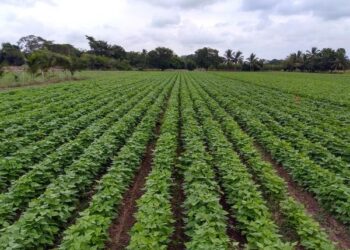 Anuncia la SAYG programa estatal de apoyo a productores de frijol otoño invierno 2022-23