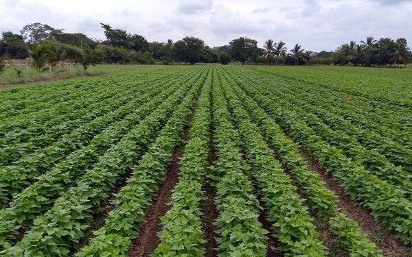 Anuncia la SAYG programa estatal de apoyo a productores de frijol otoño invierno 2022-23