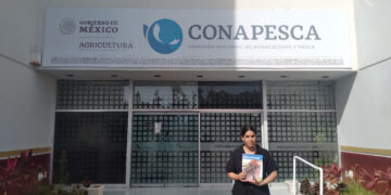 En Sinaloa llegan a pagar hasta seis veces más por pescado de menor calidad