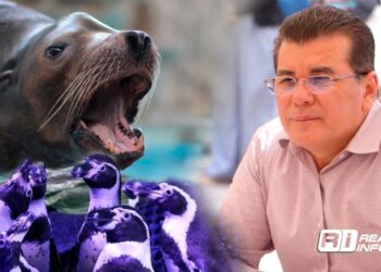 ‘El convenio obliga a cerrar completamente el acuario actual, no hay margen para que permanezca abierto’; Edgar González