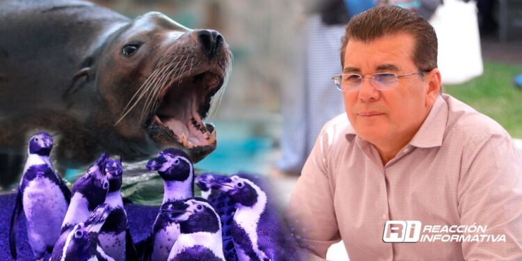 ‘El convenio obliga a cerrar completamente el acuario actual, no hay margen para que permanezca abierto’; Edgar González