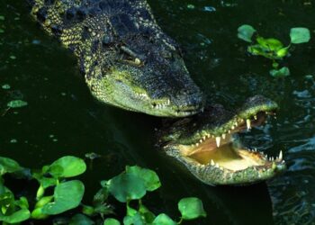 Hallan cadáver de niño desaparecido en Florida en el hocico de un caimán