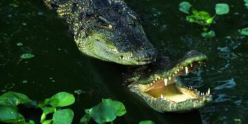 Hallan cadáver de niño desaparecido en Florida en el hocico de un caimán