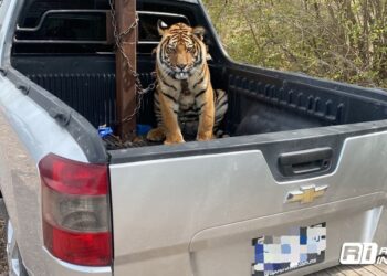 Ostok rescata a tigre de bengala luego de operativo de fuerzas armadas