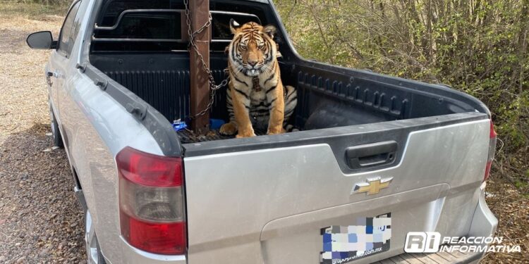 Ostok rescata a tigre de bengala luego de operativo de fuerzas armadas