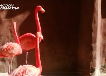 Listo el Zoológico de Culiacán para recibir visitantes esta semana santa