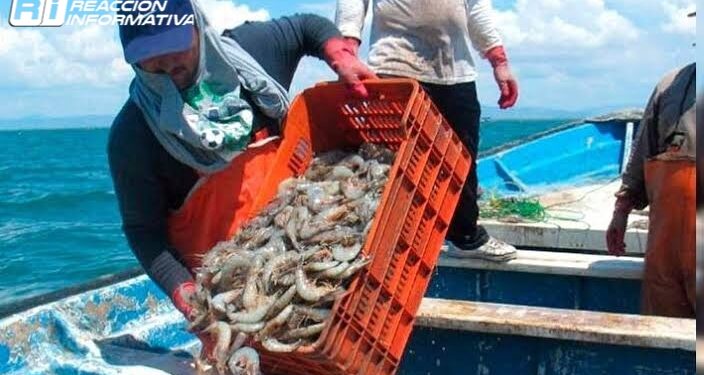 Se invertirán 14 mdp para la inspección y vigilancia en la veda del camarón