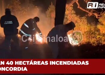 Suman 40 hectáreas incendiadas en Concordia