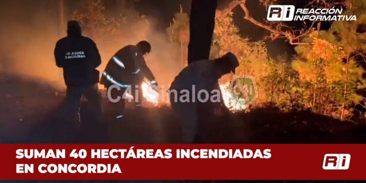 Suman 40 hectáreas incendiadas en Concordia