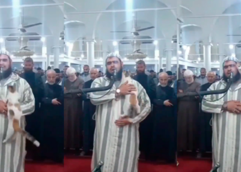 El gato que se hizo viral por treparse al hombro de un orador en el Ramadán