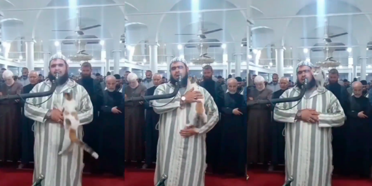 El gato que se hizo viral por treparse al hombro de un orador en el Ramadán