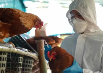 Registran primera muerte por gripe aviar H3N8