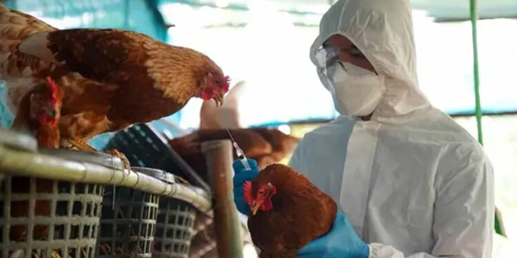 Registran primera muerte por gripe aviar H3N8