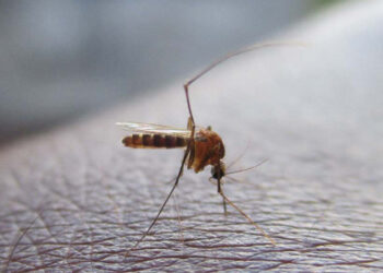 OMS alerta aumento en casos de peligrosa enfermedad transmitida por mosquitos