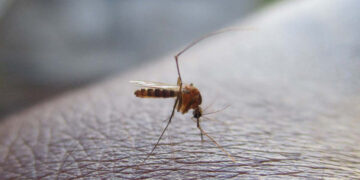 OMS alerta aumento en casos de peligrosa enfermedad transmitida por mosquitos