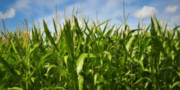 Agro de México advierte riesgo por cierre de financiera rural del Gobierno