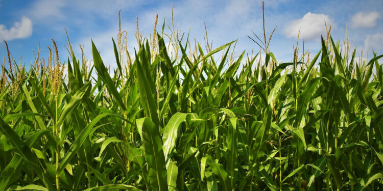 Agro de México advierte riesgo por cierre de financiera rural del Gobierno