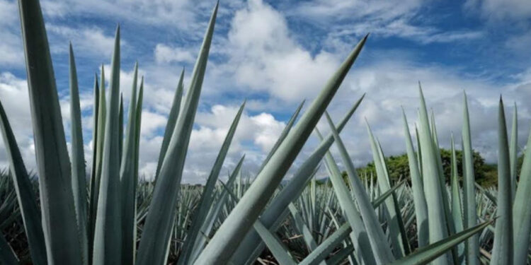 Presentan queja contra México en el marco del T-MEC por cultivo masivo de agave