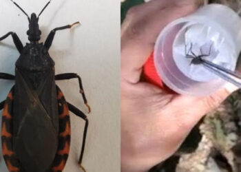 Chinche besucona o enfermedad de Chagas ataca Oaxaca; más de 100 casos al año