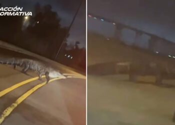 Enorme caimán sorprende a conductor en carretera de Louisiana