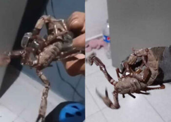 Alacranes gigantes aterrorizan Ciudad Caucel en Yucatán