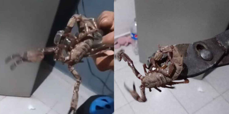 Alacranes gigantes aterrorizan Ciudad Caucel en Yucatán