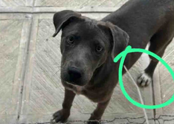 A la cárcel, el sujeto que abusó de una perrita en Linares