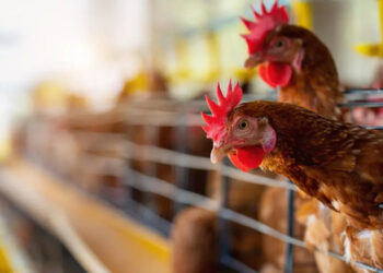 México se enfrenta a riesgo sanitario por influenza aviar y peste porcina africana