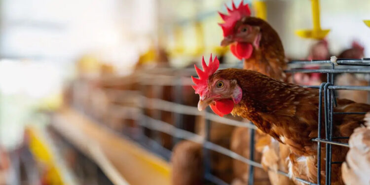 México se enfrenta a riesgo sanitario por influenza aviar y peste porcina africana