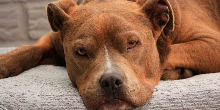 Mujer muere tras ser atacada por su perro pitbull en Guanajuato