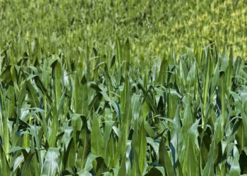 Científicos de EU ‘apoyan’ a AMLO: Maíz transgénico es inseguro, aseguran