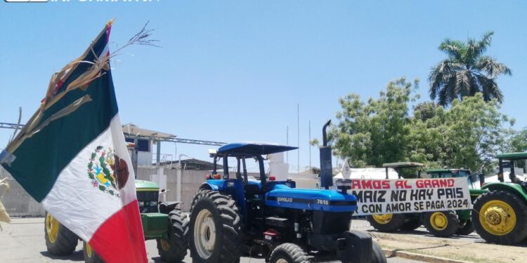 Productores de maíz y trigo tienen Plan B ante quejas