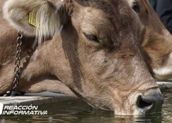 Prevén ganaderos desabastos de agua, construyen 45 abrevaderos en Culiacán