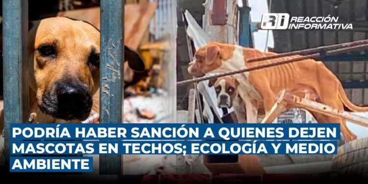 Podría haber sanción a quienes dejen mascotas en los techos con la llegada de altas temperaturas; Ecología y Medio Ambiente