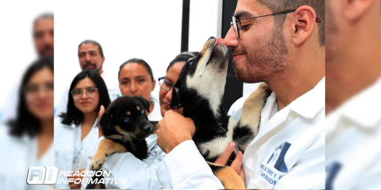 ¡Adopta, no compres! Inauguran en Tepito primer hotel para perros y gatos abandonados
