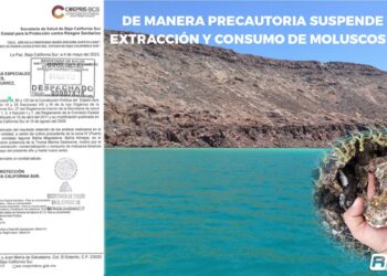 De manera precautoria suspende COEPRIS extracción y consumo de moluscos en La Paz