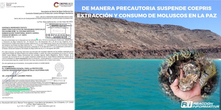 De manera precautoria suspende COEPRIS extracción y consumo de moluscos en La Paz