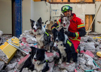 Entrenamiento de perros de rescate cobra popularidad en México debido a sismos