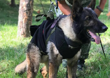 Sedena instalará estatua de Proteo, perro rescatista que murió en Turquía