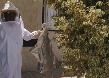 En un mes, Gobierno Municipal de Mazatlán ha rescatado más de 200 mil abejas