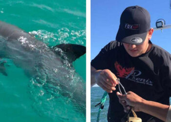 Zarpa nuevo crucero de investigación para estimar población de vaquita marina