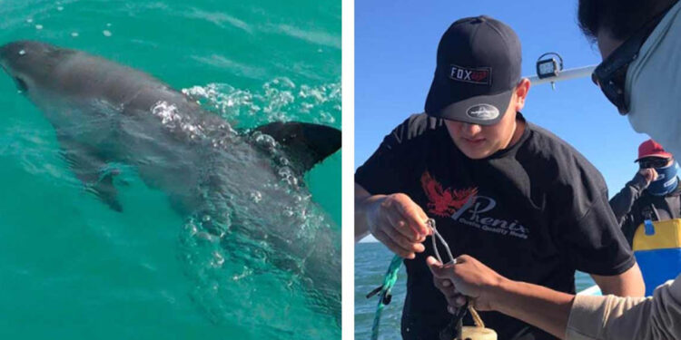 Zarpa nuevo crucero de investigación para estimar población de vaquita marina