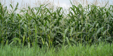 Sector agroalimentario mexicano alista política pública para contrarrestar “crisis” que enfrenta