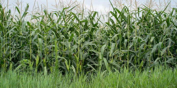 Sector agroalimentario mexicano alista política pública para contrarrestar “crisis” que enfrenta