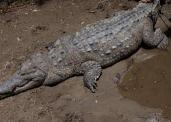 Cuerpo de un pescador desaparecido fue encontrado en el estómago de un cocodrilo