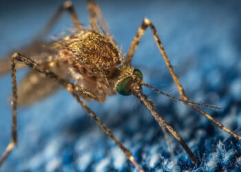 El jabón puede hacer más atractiva a una persona para los mosquitos