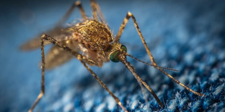 El jabón puede hacer más atractiva a una persona para los mosquitos